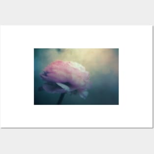 Ranunculus Flower In Full Bloom Posters and Art